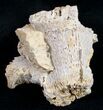 Fossil Coral Colony (Thecosmilia) - Jurassic #9662-2